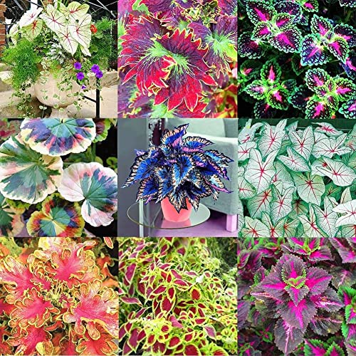 Haloppe 50 Ps Coleus Blumen Pflanzen Samen für Hausgarten Pflanzen, Coleus Blumensamen DIY Hausgarten Hof Blatt Pflanze Topf Bonsai Dekor von Haloppe