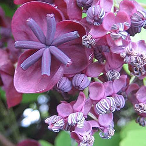 Haloppe 50 Stück Akebia Trifoliata Blumen Pflanzensamen für die Bepflanzung des Hausgartens, rotbraune Blumen exotische Schokoladenrebensamen für den Balkon Saatgut von Haloppe
