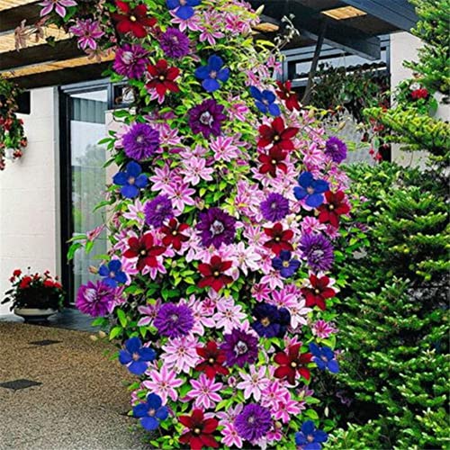 Haloppe 50 Stück Clematis-Blumen-Pflanzensamen für die Hausgartenbepflanzung, gemischte Farben, schöne Clematis-Blumensamen, Hausgarten-Kletterpflanzen von Haloppe