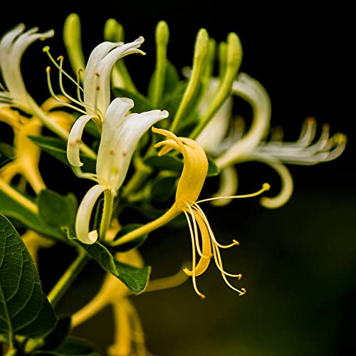 Haloppe 50 Stück Geißblatt-Blumen-Pflanzensamen für die Hausgartenbepflanzung, Geißblatt-Samen, duftende Blumen, Kräuterpflanze, Hausgarten-Bonsai-Dekor Haloppe 50 Stück Geißblatt-Blumen-Pflanzensamen für die Hausgartenbepflanzung, Geißblatt-Samen, duftende Blumen, Kräuterpflanze, Hausgarten-Bonsai-Dekor von Haloppe