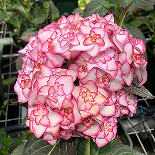 Haloppe 50 Stück Hortensie Blumen Pflanzen Samen für Hausgarten Pflanzen, Hortensie Zierpflanze Blumensamen Garten Hof Terrasse Bonsai Dekor Rosa von Haloppe