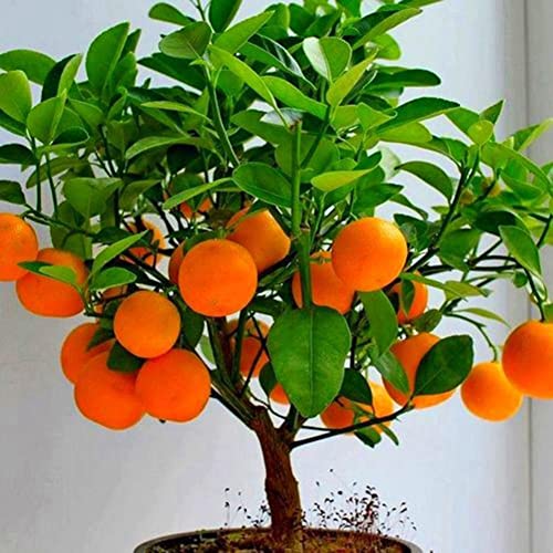 Haloppe 50 Stück Obst-Bonsai-Samen für die Bepflanzung des Hausgartens, köstliche Orangen-Griggles-Kirsch-Kiwi-Frucht-Samen-Bonsai-Baum-Zierpflanze Orange von Haloppe