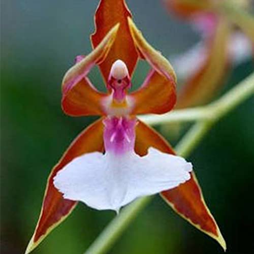 Haloppe 50 Stück Orchideenblumen Pflanzensamen für die Bepflanzung des Hausgartens, Orchideensamen Blume Cymbidium Samen für den Garten Cymbidium-Samen von Haloppe