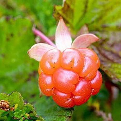 Haloppe 50 Stück Rubus Chamaemorus Pflanzensamen für die Bepflanzung des Hausgartens, Samen Frische Rubus Chamaemorus Fruchtsamen 50 Stück von Haloppe