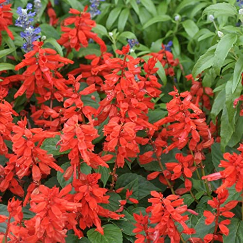 Haloppe 50 Stück Salvia Elegans Pflanzensamen für den Hausgarten, Blumensamen, natürliche Halbstrauch-Bonsai-Pflanzensamen für den Garten 50 Stück von Haloppe