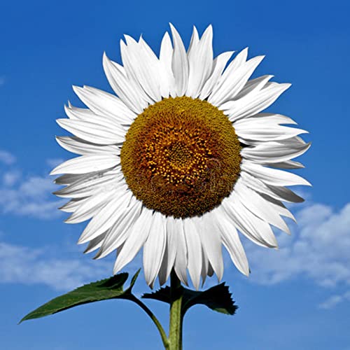 Haloppe 50 Stück Sonnenblumen-Pflanzensamen zum Pflanzen von Hausgärten, Sonnenblumensamen, Erbstück, weißes Gartengeschenk, Blumensamen zum Pflanzen Sonnenblumenkerne von Haloppe
