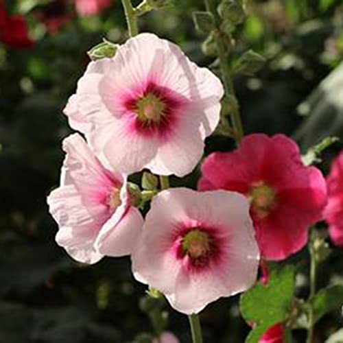 Haloppe 50 Stück Stockrose Blumen Pflanzen Samen für Hausgarten Pflanzen, Blumensamen Biennale Stockrose Samen für Hof Rosa von Haloppe