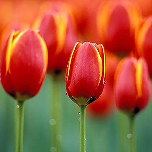 Haloppe 50 Stück Tulpenblumen Pflanzensamen für die Bepflanzung des Hausgartens, Tulpenzwiebeln, Blumensamen, Garten, Hof, DIY, Bonsai-Pflanzendekoration Orange Rot von Haloppe