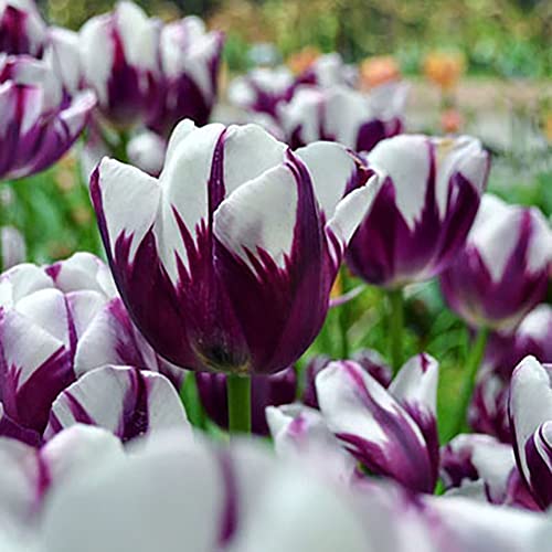 Haloppe 50 Stück Tulpenblumen Pflanzensamen für die Bepflanzung des Hausgartens, Tulpenzwiebeln, Blumensamen, Garten, Hof, DIY, Bonsai-Pflanzendekoration Violett von Haloppe