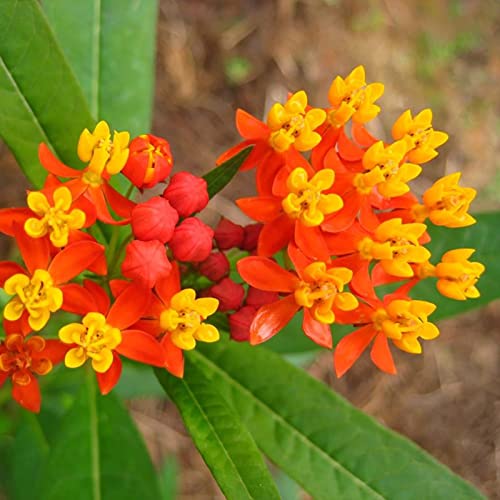 Haloppe 50 Stücke Asclepias Curassavica Blumen Pflanzen Samen für Hausgarten Pflanzen, Asclepias Curassavica Samen Blumensamen für Balkon Rot von Haloppe