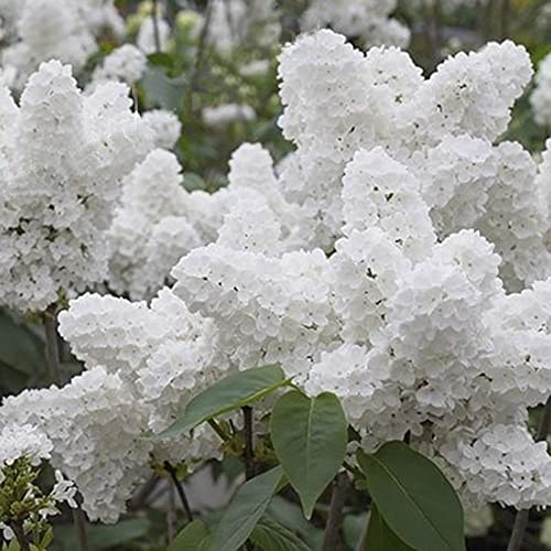 Haloppe 50 Stücke Japanischer Fliederbaum Blumen Pflanzensamen für die Bepflanzung des Hausgartens, Fliederbaumsamen Weiße Blume Japanische Fliederbaumsamen für Bonsai Saatgut von Haloppe