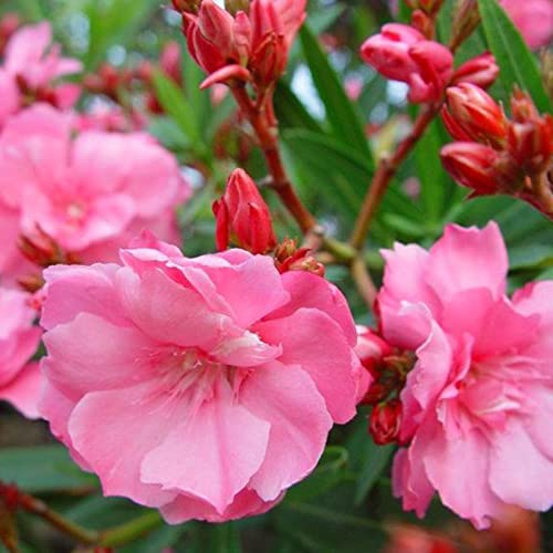 Haloppe 50 Stücke Oleander Blumen Pflanzen Samen für Hausgarten Pflanzen, Oleander Samen Gemischte Farbe Nerium Samen für Gewächshaus Saatgut von Haloppe