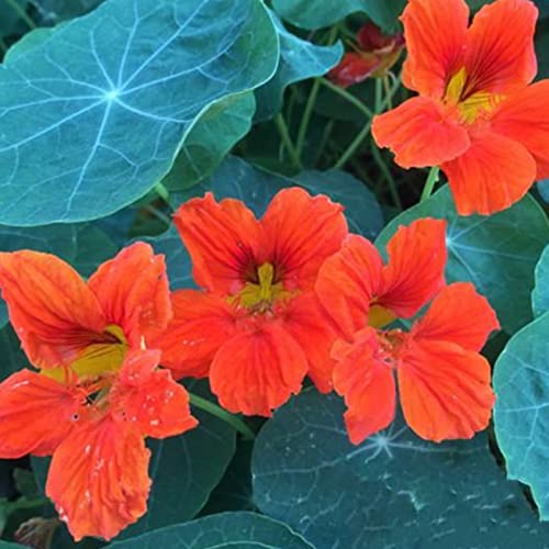 Haloppe 50 Stücke Tropaeolum Blumen Pflanzen Samen für Hausgarten Pflanzen, Tropaeolum Samen Jährliche Bonsai Kapuzinerkresse Samen für Balkon Rot von Haloppe