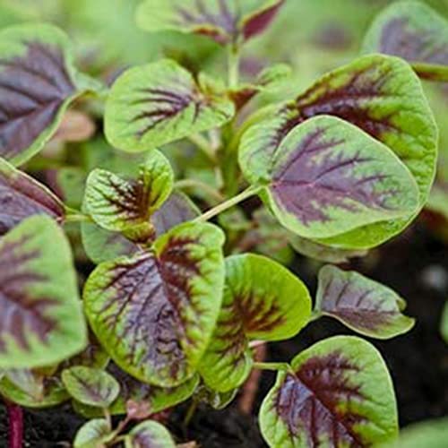 Haloppe 500 Stück Amaranth-Gemüse-Samen für die Bepflanzung des Hausgartens, rote Streifenblatt-Amaranth-Spinat-Pflanzen-Gartensamen für die Landwirtschaft Saatgut von Haloppe