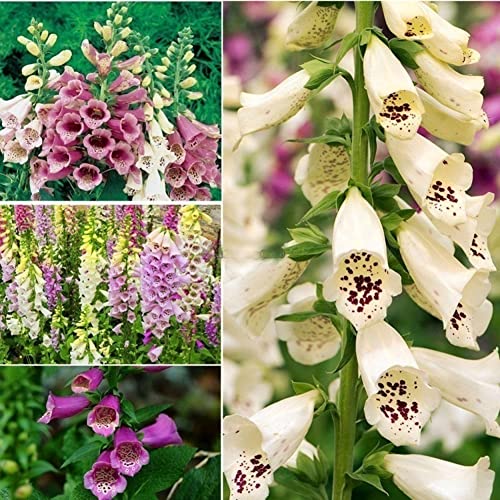 Haloppe 500 Stück Digitalis Purpurea Blumen Pflanzensamen für die Bepflanzung des Hausgartens, Digitalis Purpurea Samen Bonsai Pflanze Blume Garten Hof Balkon Dekor Saatgut von Haloppe