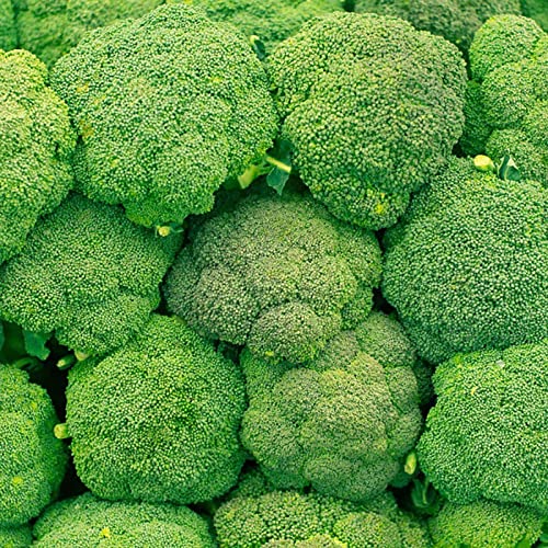 Haloppe 500 Stücke Brokkoli-Gemüse-Samen für Hausgarten-Pflanzung, Gemüsesamen Natürliche grüne Brokkoli-Samen für Gewächshaus Brokkoli-Samen von Haloppe