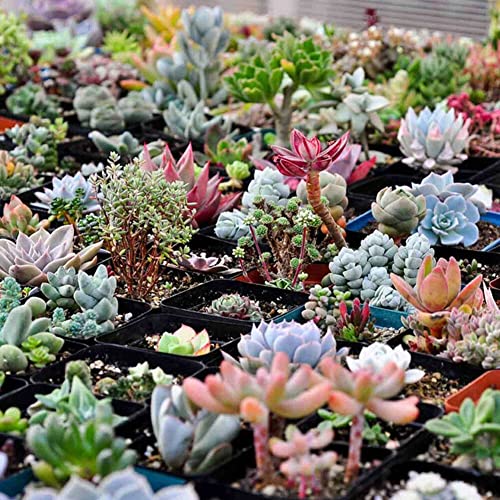 Haloppe 600 Stück Sukkulenten Pflanzensamen für die Bepflanzung des Hausgartens, gemischte Sukkulentensamen Lithops Rare Living Stones Bonsai Hausgartenpflanze Sukkulenten Samen von Haloppe