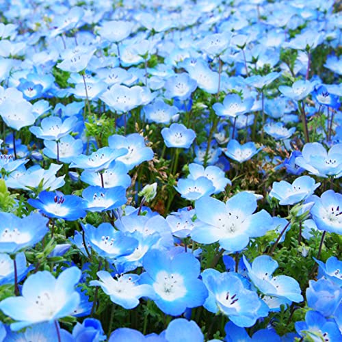 Haloppe Packung mit 100 Blumen Pflanzensamen zum Pflanzen im Hausgarten, Blumensamen mehrjährig frisch schnell wachsend Baby Blue Eyes Blumensamen für den Garten Blau von Haloppe