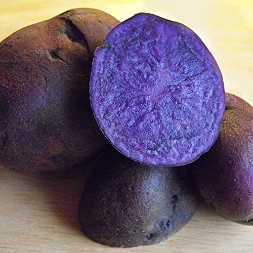 Haloppe Packung mit 100 Kartoffelsamen für die Bepflanzung des Hausgartens, Kartoffelsamen, leckere, lebendige, aromatische Pflanzensamen für den Korridor Violett von Haloppe