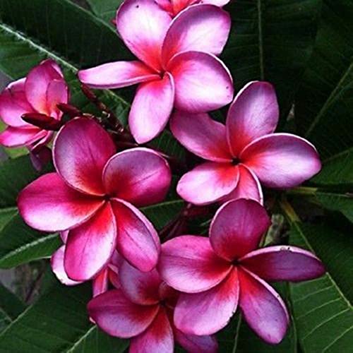 Haloppe Packung mit 100 Plumeria-Blumen-Pflanzensamen für die Bepflanzung des Hausgartens, natürliche Blumensamen für den Garten Violett von Haloppe