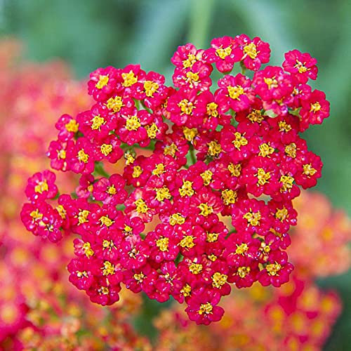 Haloppe Packung mit 100 Schafgarben-Blumen-Pflanzen-Samen für die Bepflanzung des Hausgartens, Blumensamen mit hoher Keimung, frische Schafgarben-Samen, eingetopft, dekorativ für den Hof Rot von Haloppe