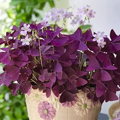 Haloppe Packung mit 200 Oxalis-Blumen-Pflanzensamen für die Bepflanzung des Hausgartens, Pflanzensamen, die gentechnikfreie lebendige natürliche lila Oxalis-Samen verklumpen Violett von Haloppe