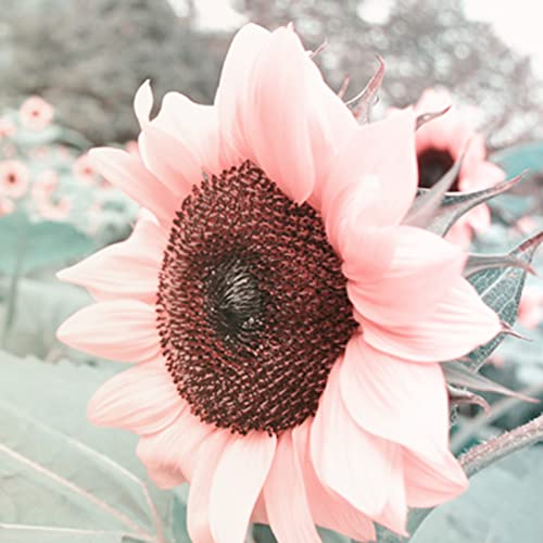Haloppe Packung mit 50 Sonnenblumenpflanzensamen für die Bepflanzung des Hausgartens, Sonnenblumenkerne, frische Gartenarbeit, fruchtende Sonnenblumenkerne für den Garten Rosa von Haloppe