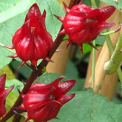 Haloppe Packung mit 50 roten Roselle-Samen für die Bepflanzung des Hausgartens, rote Roselle-Samen im Topf, Gartenarbeit, Hibiscus Sabdariffa-Samen für Parterre Rot von Haloppe