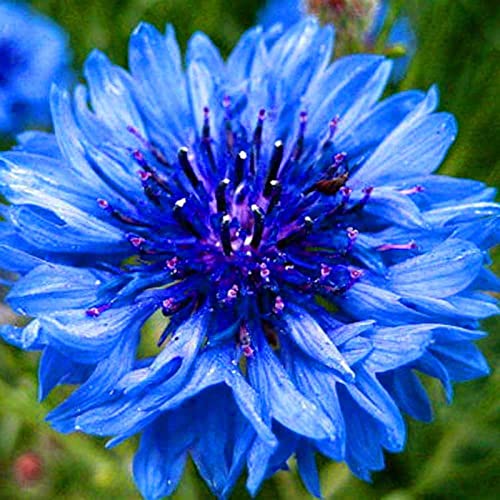 Haloppe Packung mit 600 Kornblumensamen für den Hausgarten, Kornblumensamen, blau blühende Gartenarbeit, Geschenkpflanzensamen für den Garten Blau von Haloppe