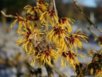 Zaubernuss 'Barmstedts Gold', 40-60 cm, Hamamelis intermedia 'Barmstedts Gold', Containerware von Hamamelis intermedia 'Barmstedts Gold'