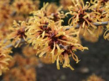 Zaubernuss 'Harry', 40-60 cm, Hamamelis intermedia 'Harry', Containerware von Hamamelis intermedia 'Harry'