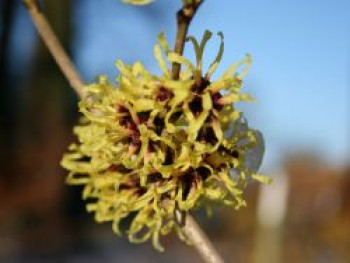 Zaubernuss 'Primavera', 30-40 cm, Hamamelis intermedia 'Primavera', Containerware von Hamamelis intermedia 'Primavera'