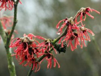 Zaubernuss 'Ruby Glow', 40-60 cm, Hamamelis x intermedia 'Ruby Glow', Containerware von Hamamelis x intermedia 'Ruby Glow'