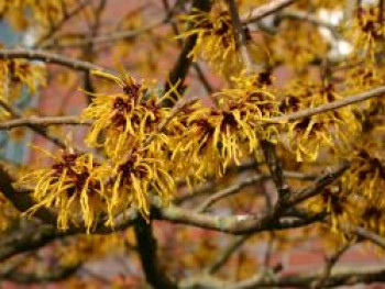 Zaubernuss 'Arnold Promise', 15-30 cm, Hamamelis x intermedia 'Arnold Promise', Topfware von Hamamelis x intermedia 'Arnold Promise'