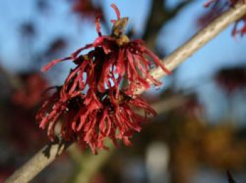 Zaubernuss 'Feuerzauber', 15-30 cm, Hamamelis x intermedia 'Feuerzauber', Topfware von Hamamelis x intermedia 'Feuerzauber'
