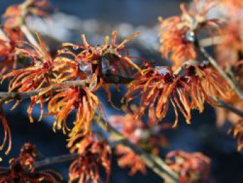 Zaubernuss 'Jelena', 80-100 cm, Hamamelis x intermedia 'Jelena', Containerware XXL Zaubernuss 'Jelena', 80-100 cm, Hamamelis x intermedia 'Jelena', Containerware XXL von Hamamelis x intermedia 'Jelena'