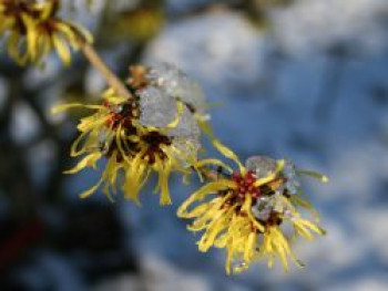 Zaubernuss 'Westerstede', 80-100 cm, Hamamelis x intermedia 'Westerstede', Containerware Zaubernuss 'Westerstede', 80-100 cm, Hamamelis x intermedia 'Westerstede', Containerware von Hamamelis x intermedia 'Westerstede'