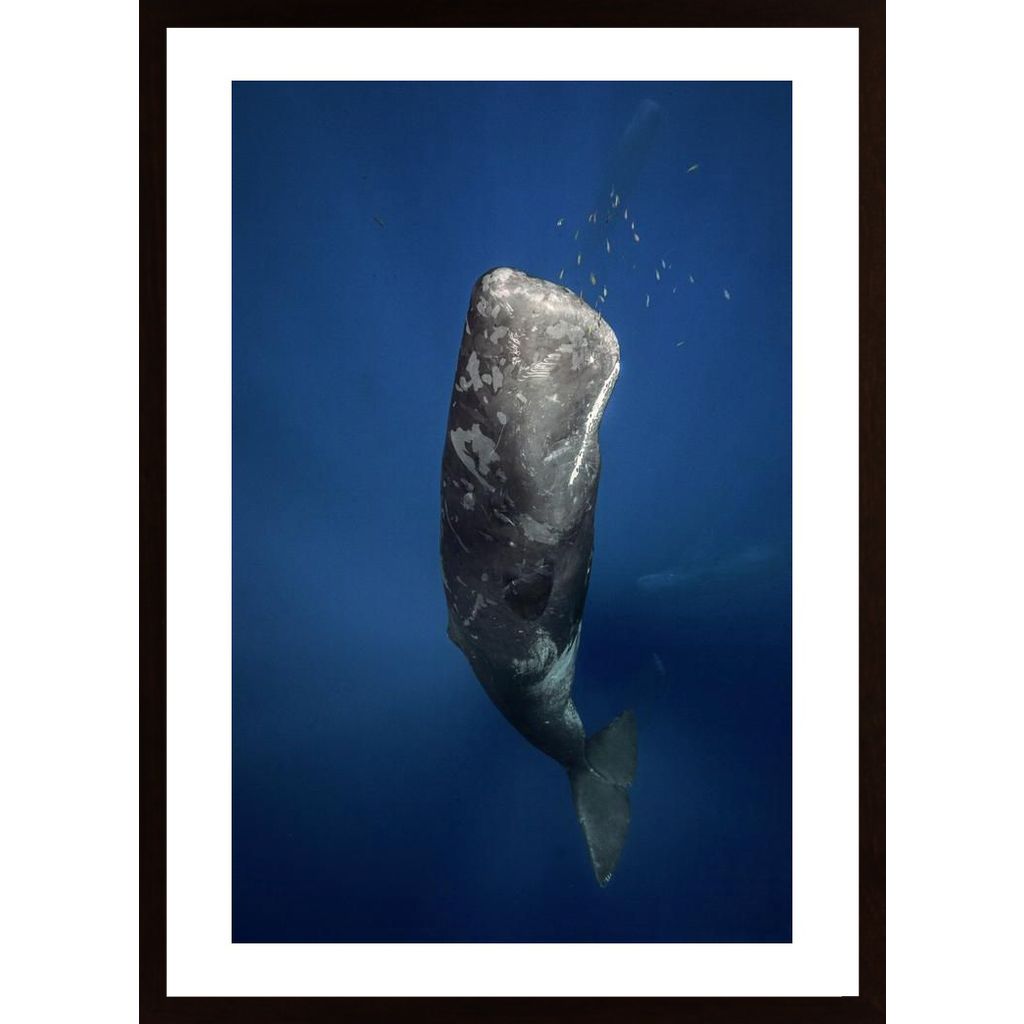 Candle Sperm Whale Poster von Hambedo