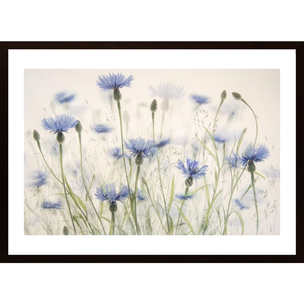 Cornflowers Poster von Hambedo