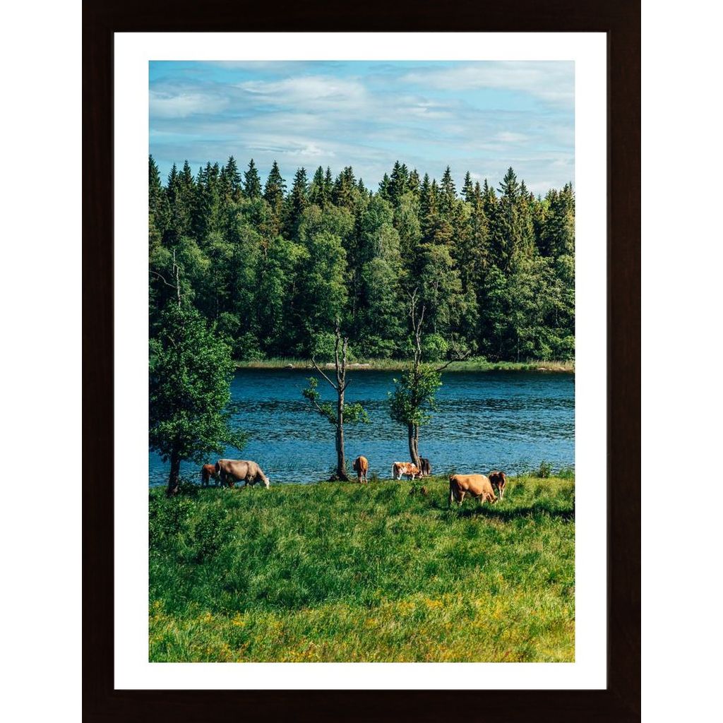 Cows In The Open Air Poster von Hambedo