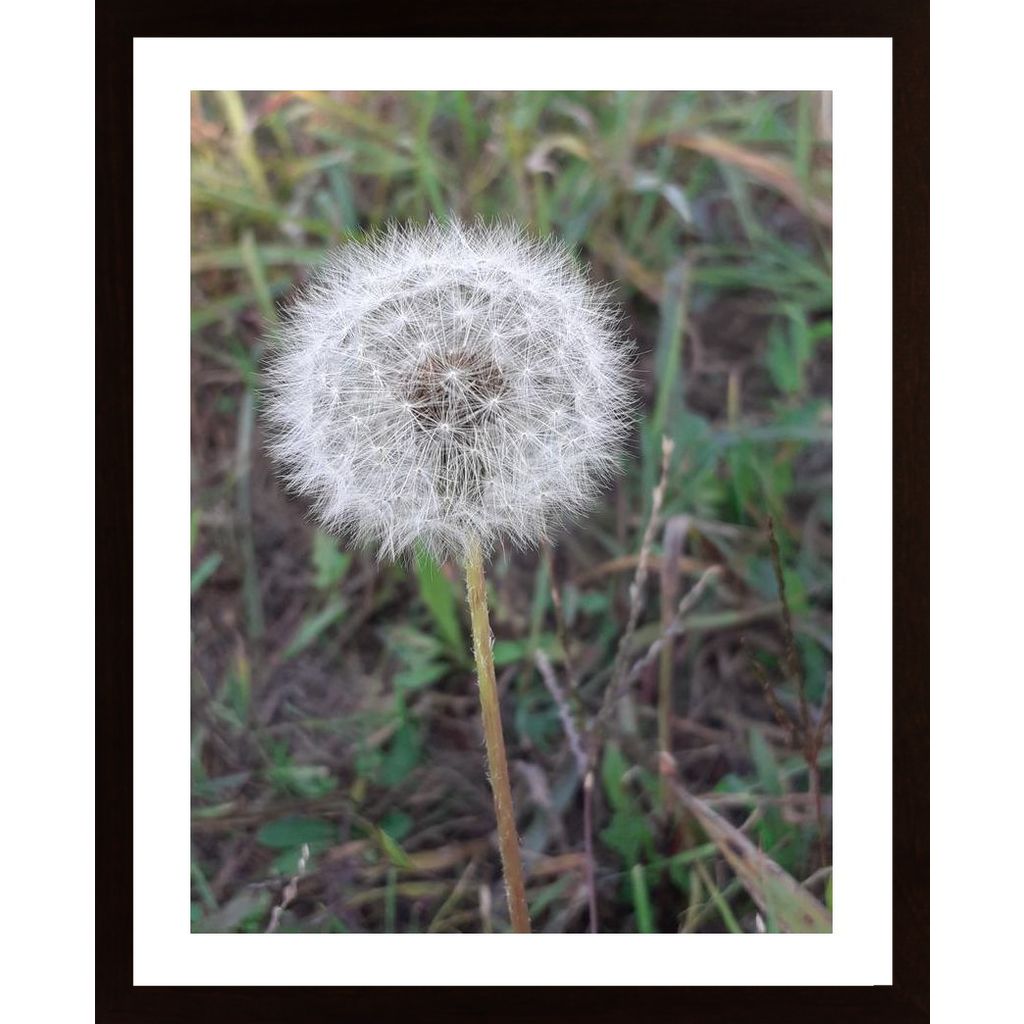 Dandelion Poster von Hambedo