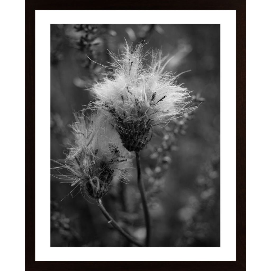 Disheveled Poster von Hambedo