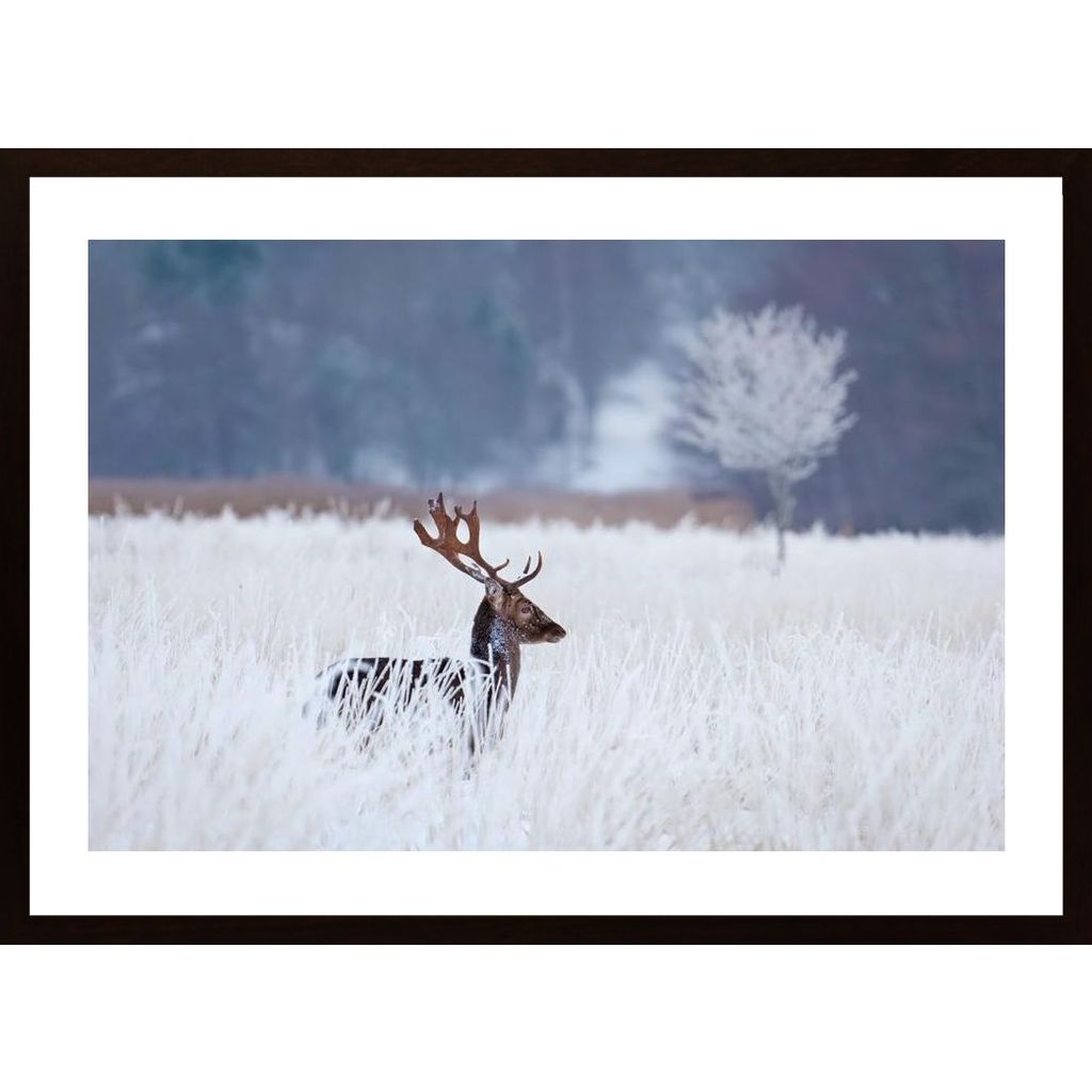 Fallow Deer In The Frozen Winter Landscape Poster von Hambedo