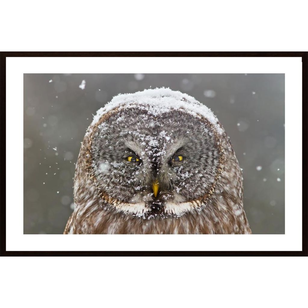 Great Grey Owl Winter Portrait Poster von Hambedo