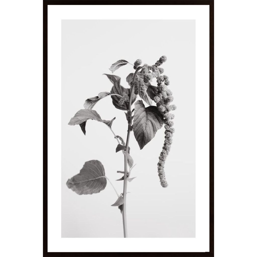 Grey Plant Poster von Hambedo