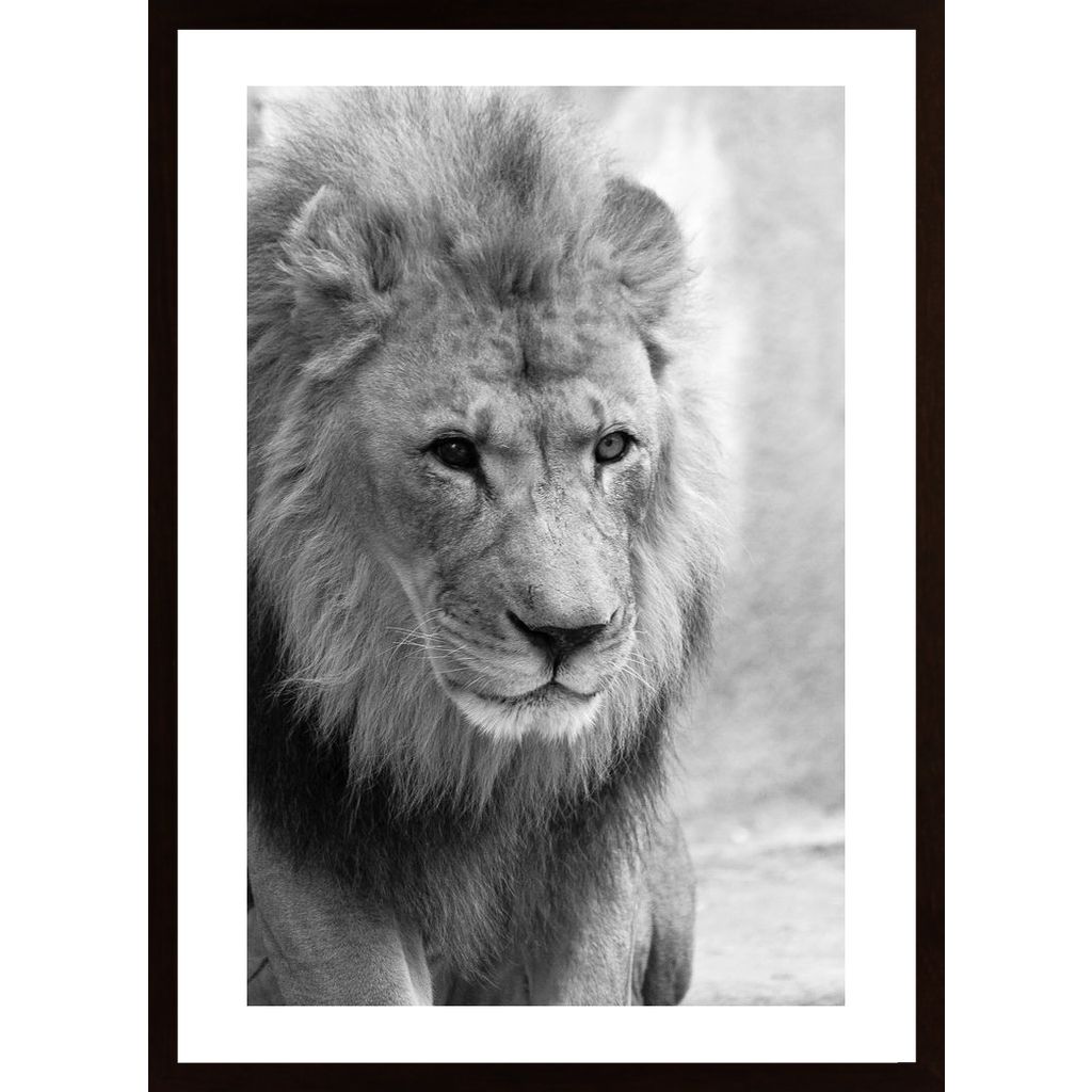 Lion Poster von Hambedo