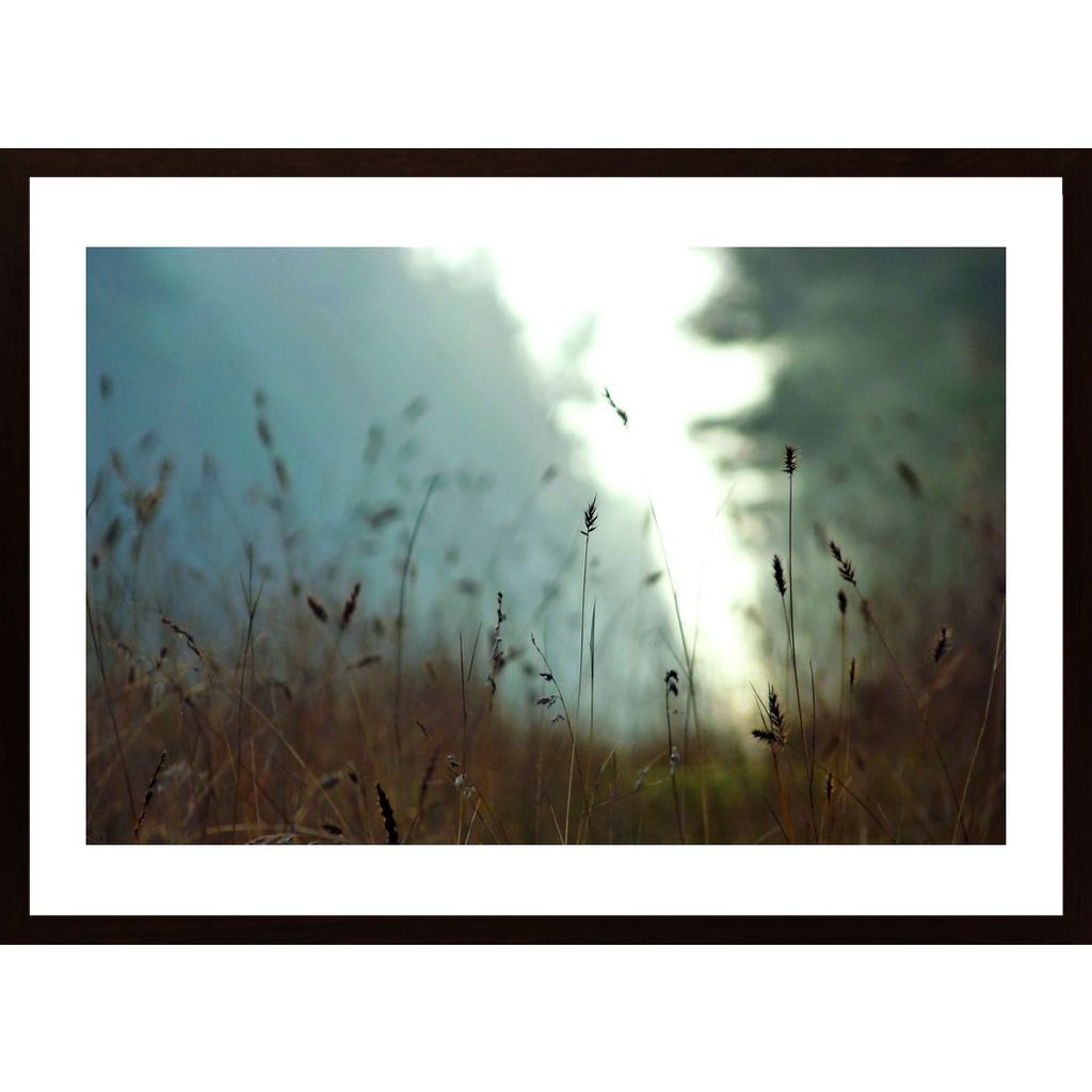 Meadow In Morning Light 1 Poster von Hambedo