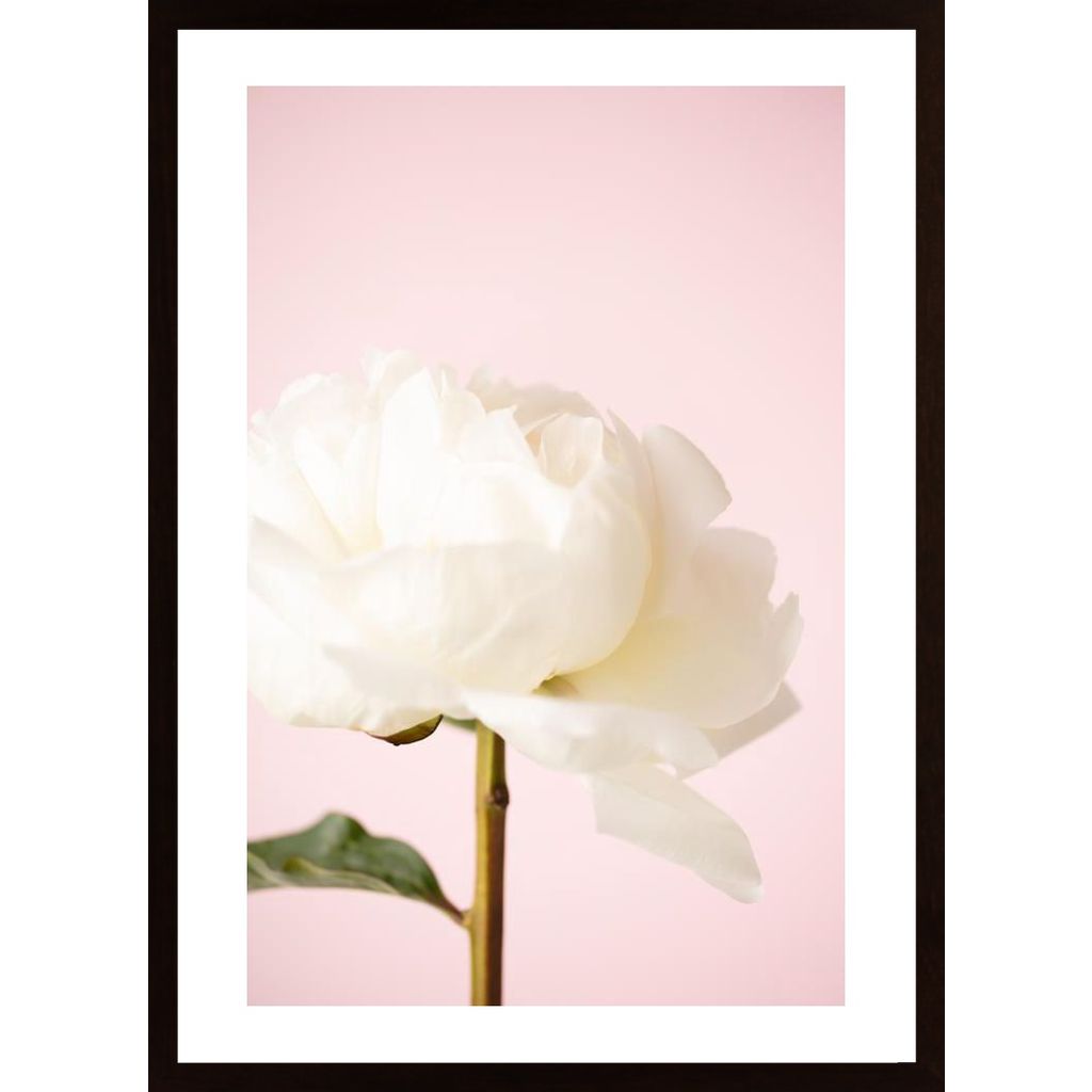 Peony 12 Poster von Hambedo