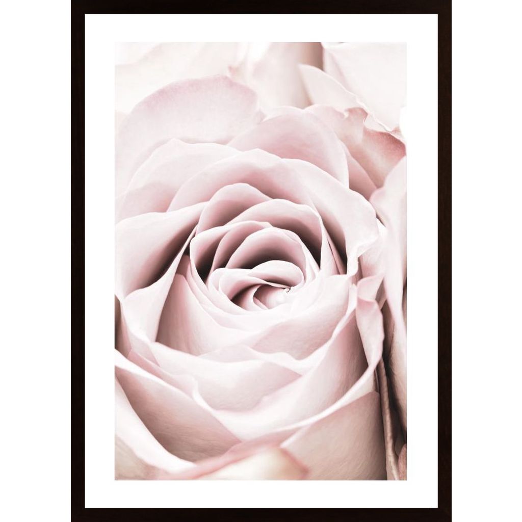 Pink Rose No 06 Poster von Hambedo