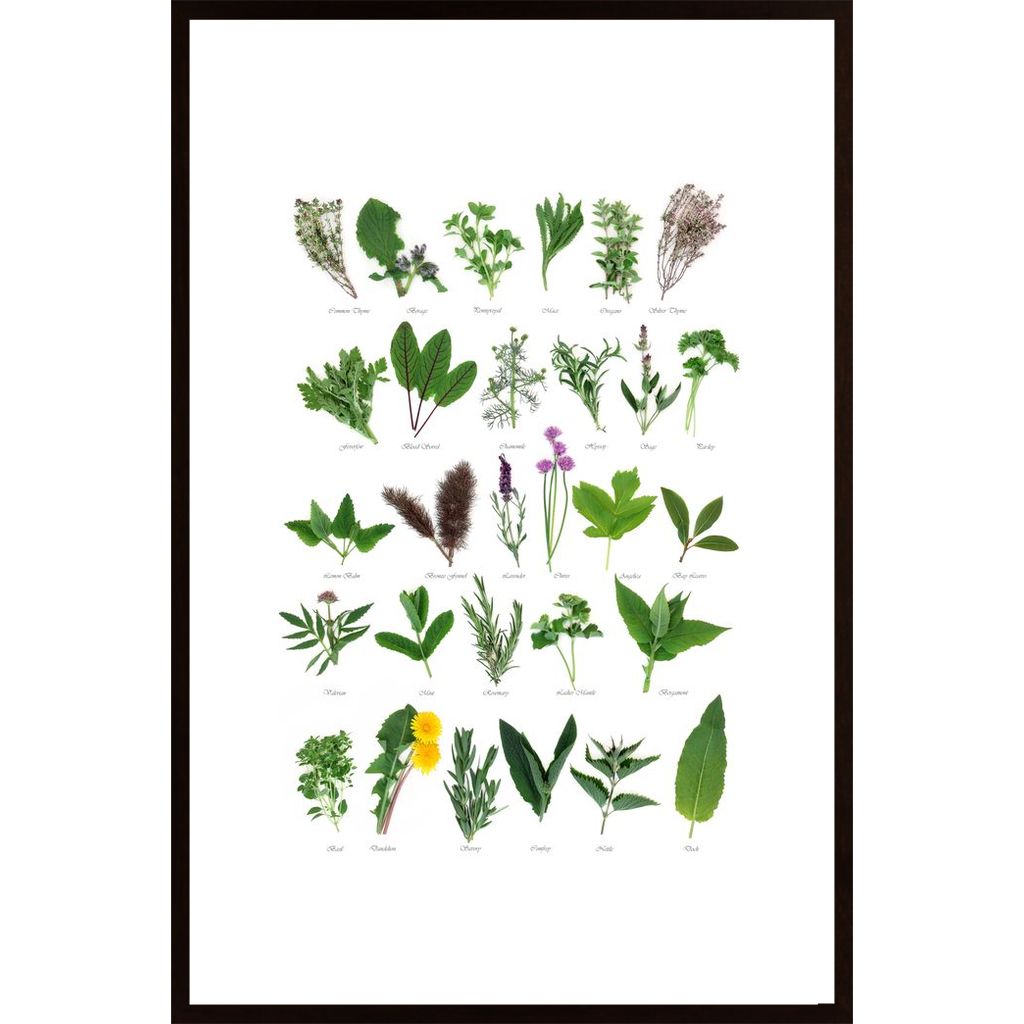 Plants With Names Poster von Hambedo